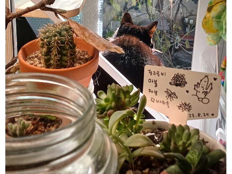 추워진 날씨에도 몇몇 선인장과 다육식물은 잘 버텨주고 있다. ⓒ백수혜 제공