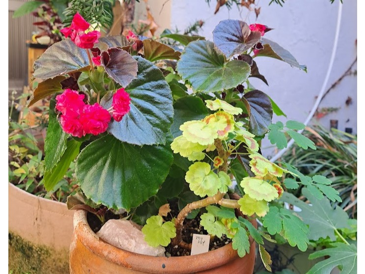 열대지방이 원산지인 베고니아와 제라늄은 지난겨울 추위를 견디지 못하고 시들어버렸다. ⓒ백수혜 제공