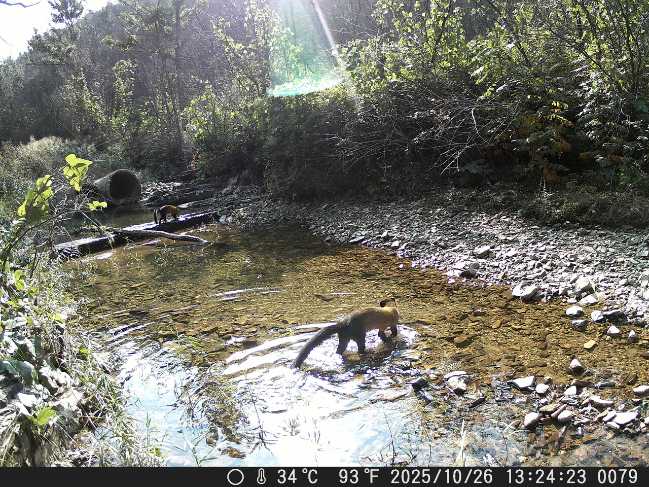 10월26일 고운사 사찰림의 계곡에서 담비 두 마리가 찍혔다. ⓒ한반도야생동물연구소