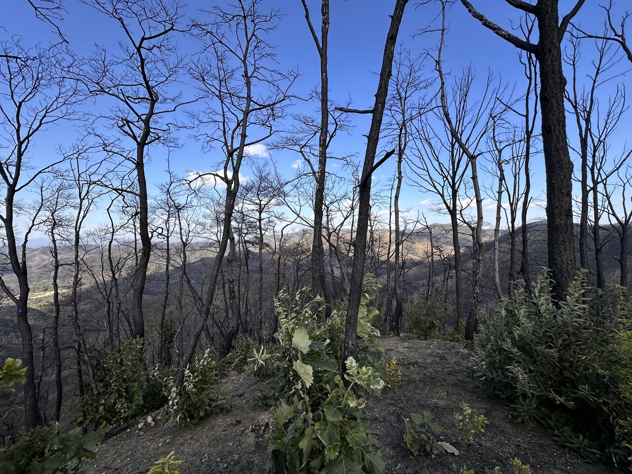 까맣게 탄 나무 아래 움싹에서 초록색 새 줄기가 자라나고 있다. ⓒ그린피스
