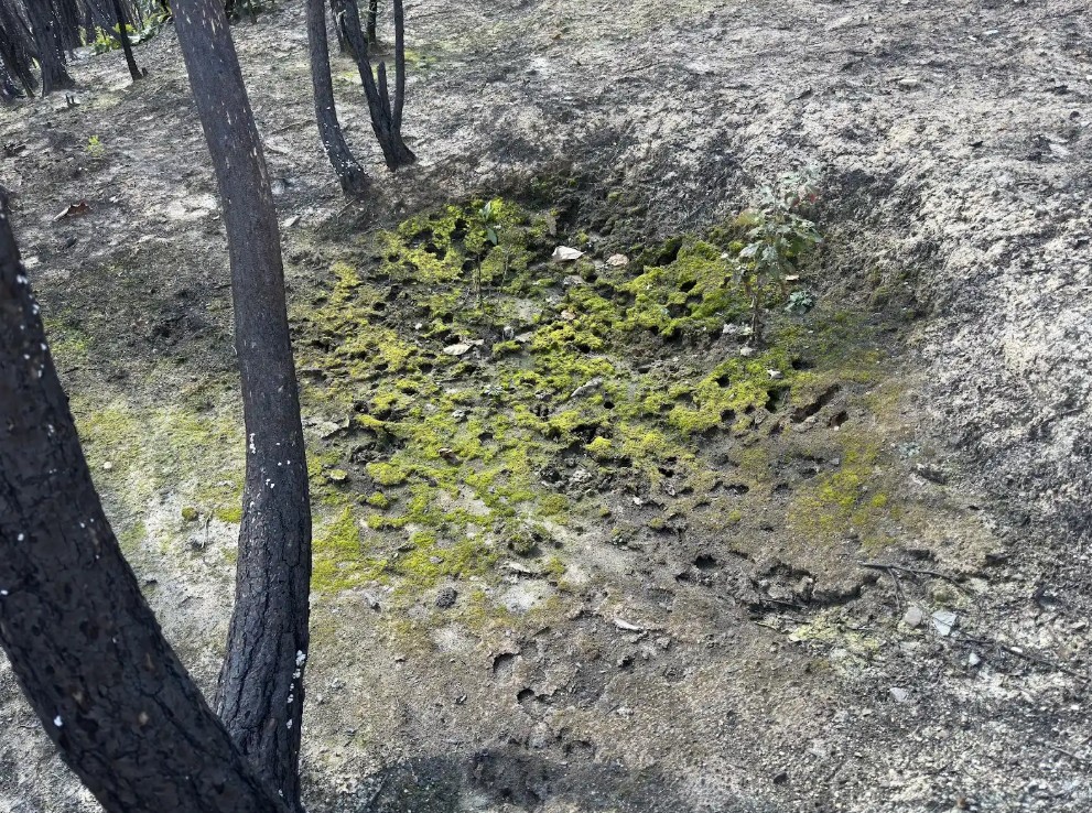 멧돼지가 흙 목욕탕에 뒹굴고 지나간 흔적. ⓒ그린피스