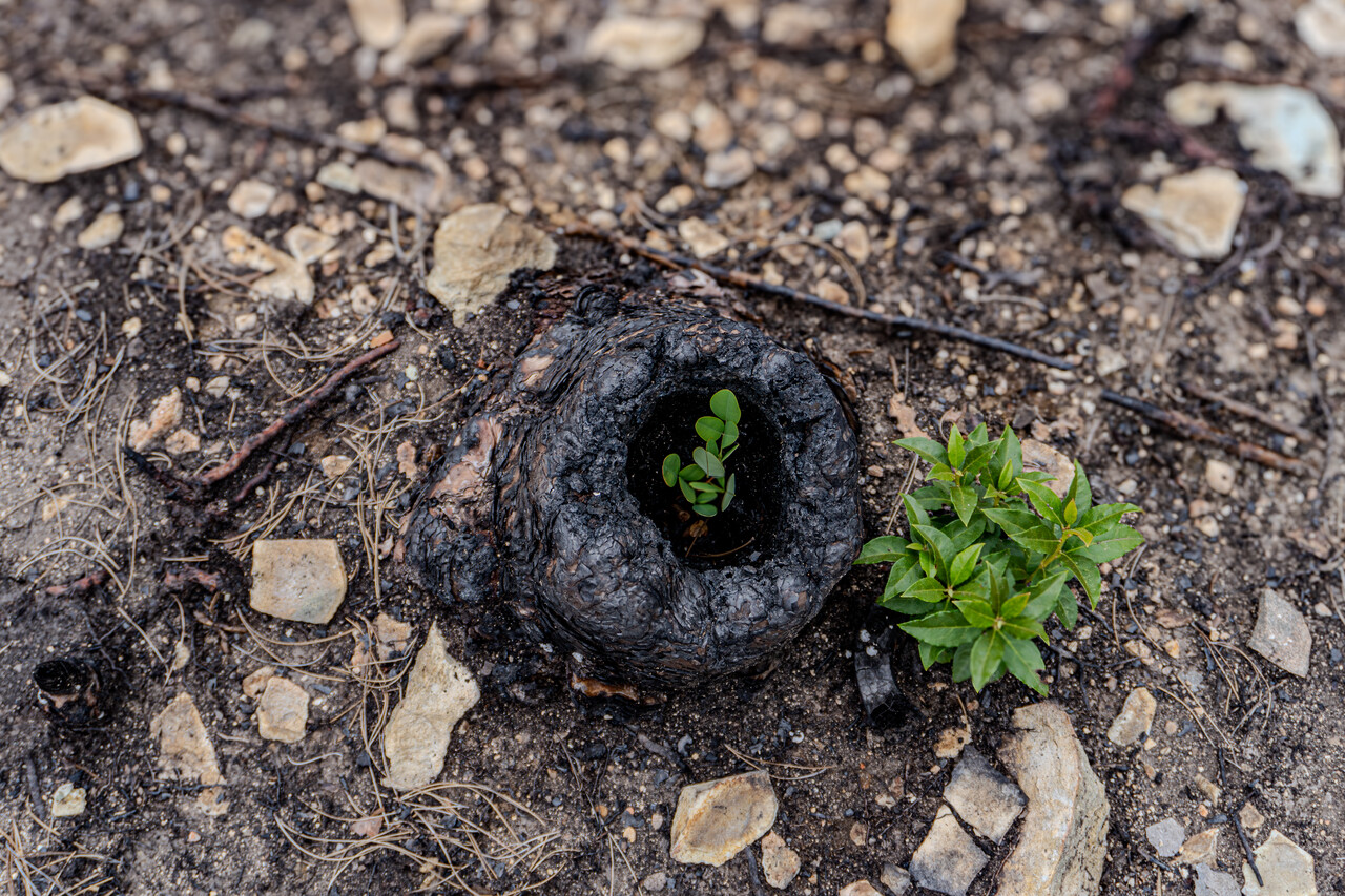 고운사 사찰림에서 확인된 불탄 나무 밑동 속에서 피어나는 싸리나무 새싹. ⓒ그린피스