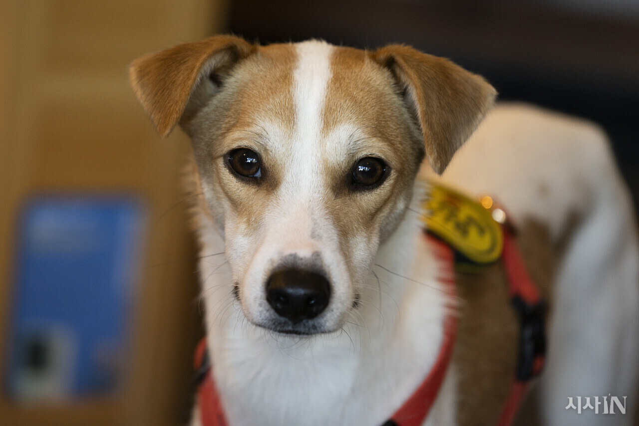 11월17일 서울시 영등포구에 위치한 동물책방 ‘정글핌피’에서 ‘들에서 사라진 개들’ 프로젝트에 관한 인터뷰를 진행했다. 7개월 된 단풍이도 함께했다. ⓒ시사IN 이명익